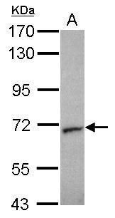 STXBP2 Rabbit Polyclonal Antibody