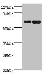 STXBP3 Antibody