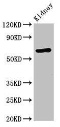 STXBP3 Antibody
