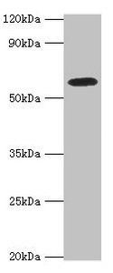 STXBP4 Antibody