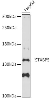 STXBP5 antibody
