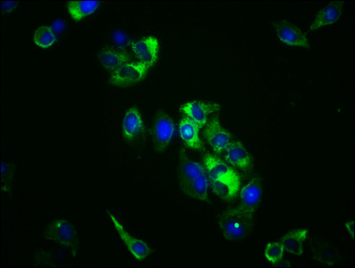 STXBP5 Antibody