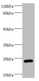 STXBP6 Antibody