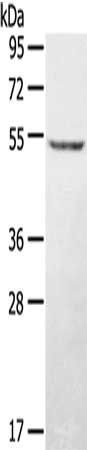 STYK1 Antibody