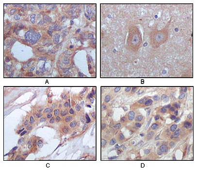 STYK1 Antibody