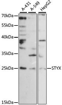 STYX antibody