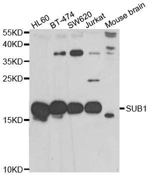 SUB1 antibody