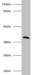 iolG Antibody