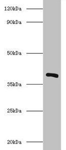 subtilis Inositol 2-dehydrogenase/D-chiro-inositol 3-dehydrogenase antibody