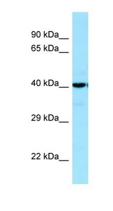 SUCLA2 antibody