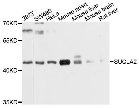 SUCLA2 antibody