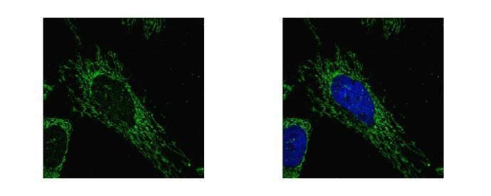 succinate-CoA ligase alpha subunit Antibody