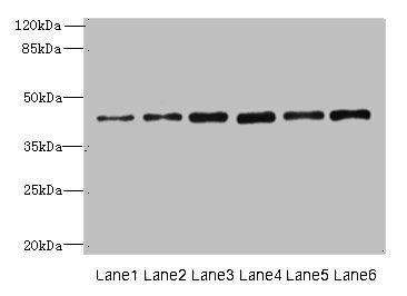 SUCNR1 antibody