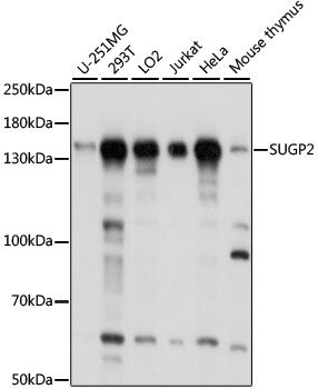 SUGP2 antibody