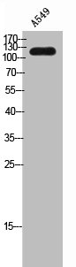 SUGP2 antibody