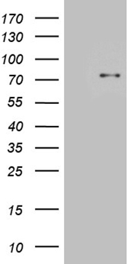 SUGT1 antibody