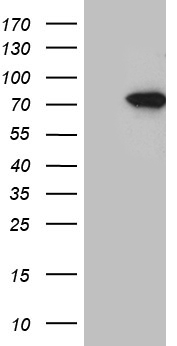 SUGT1 antibody