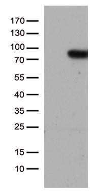 SUGT1 antibody