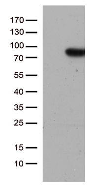 SUGT1 Antibody