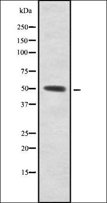 SUHW1 antibody