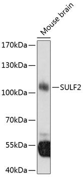 SULF2 antibody