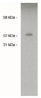 Sulf2 antibody