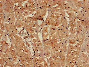 SULF2 Antibody