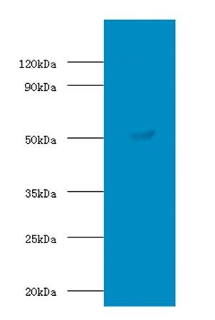SUOX Antibody