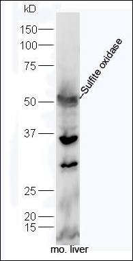 Sulfite oxidase antibody