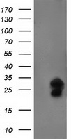 SULT1A1 Antibody