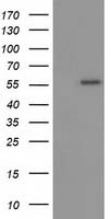 SULT1A1 Antibody