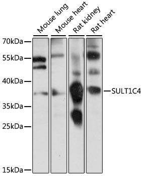 SULT1C4 antibody