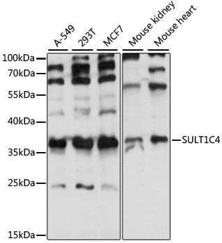 SULT1C4 antibody