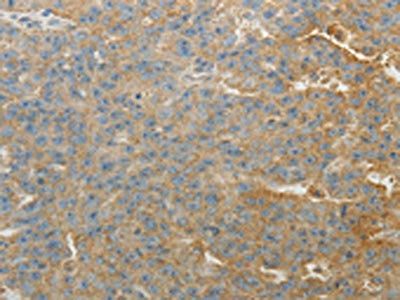 SULT1E1 Antibody
