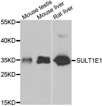 SULT1E1 antibody