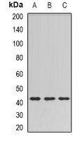 SULT2B1 antibody