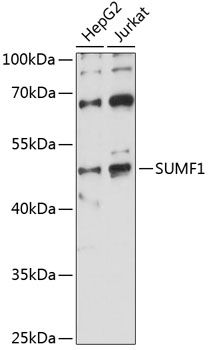 SUMF1 antibody