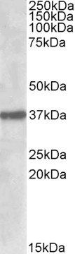 Goat anti-SUMF1 Antibody