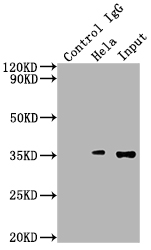 SUMF2 Antibody