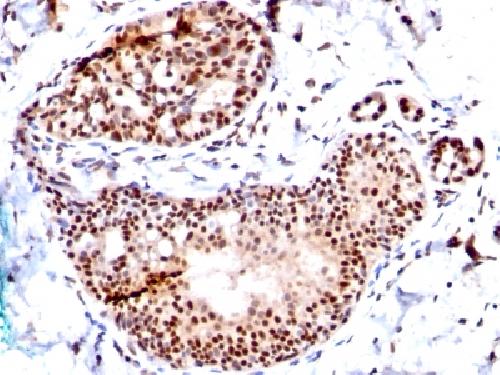 SUMO1 Antibody