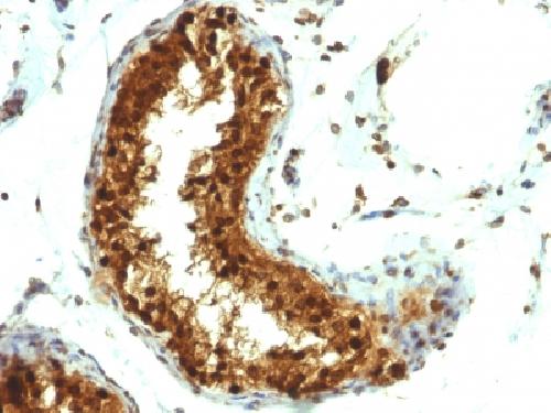 SUMO1 Antibody
