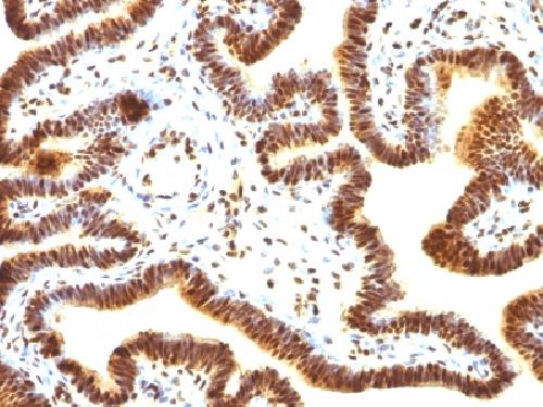 SUMO1 antibody