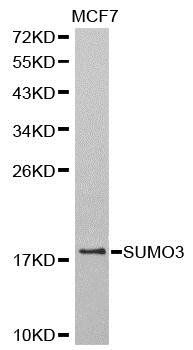 SUMO3 antibody