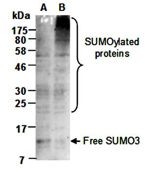 SUMO3 antibody