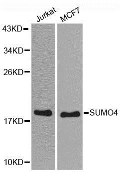 SUMO4 antibody