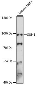 SUN1 antibody