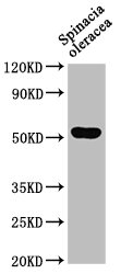 SUN1 Antibody