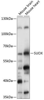 SUOX antibody