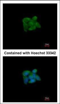SUOX antibody [N1C1]
