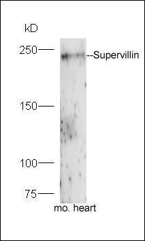 Supervillin antibody